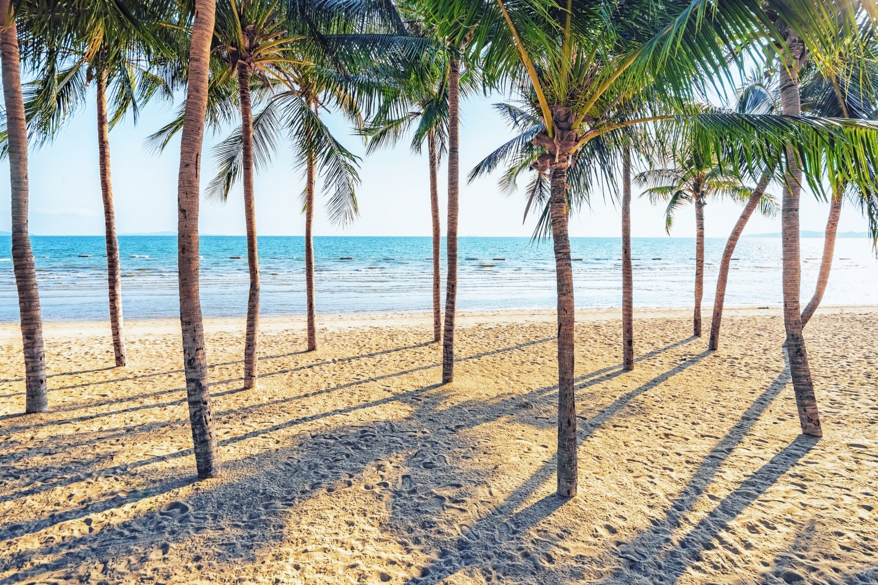 Beach Palm Paradise Wall Mural