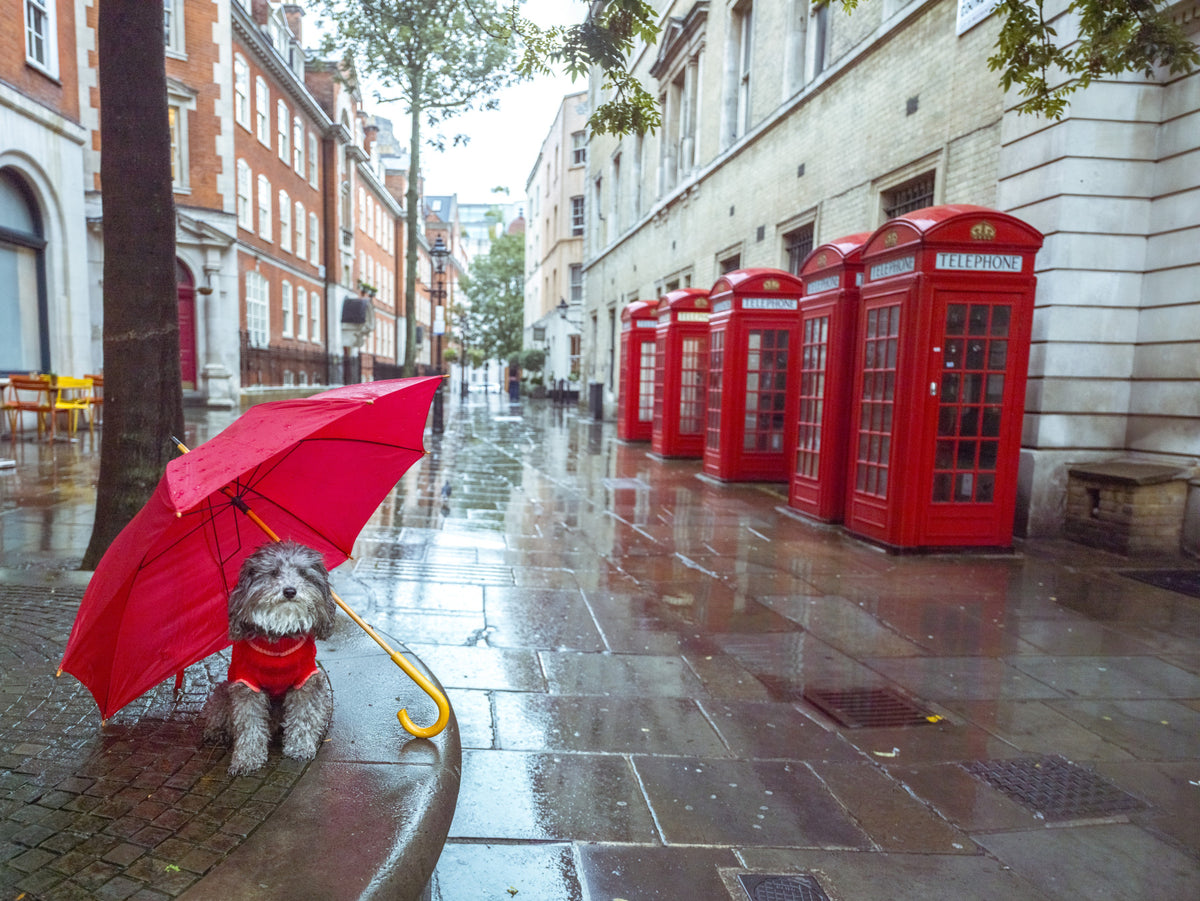 Rainy Day Pup Wall Mural in your room