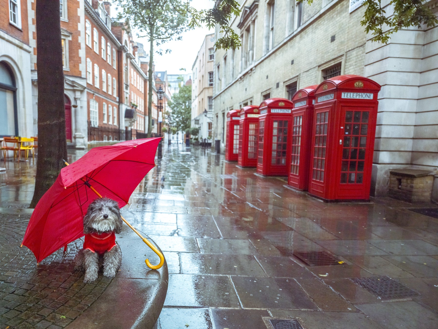 Rainy Day Pup Wall Mural
