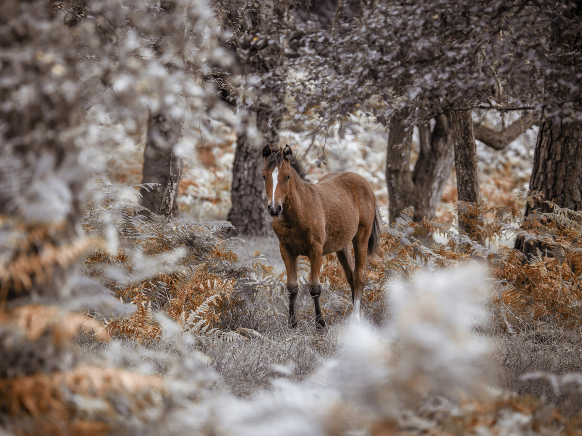 Wild Stallion Wall Mural in your room