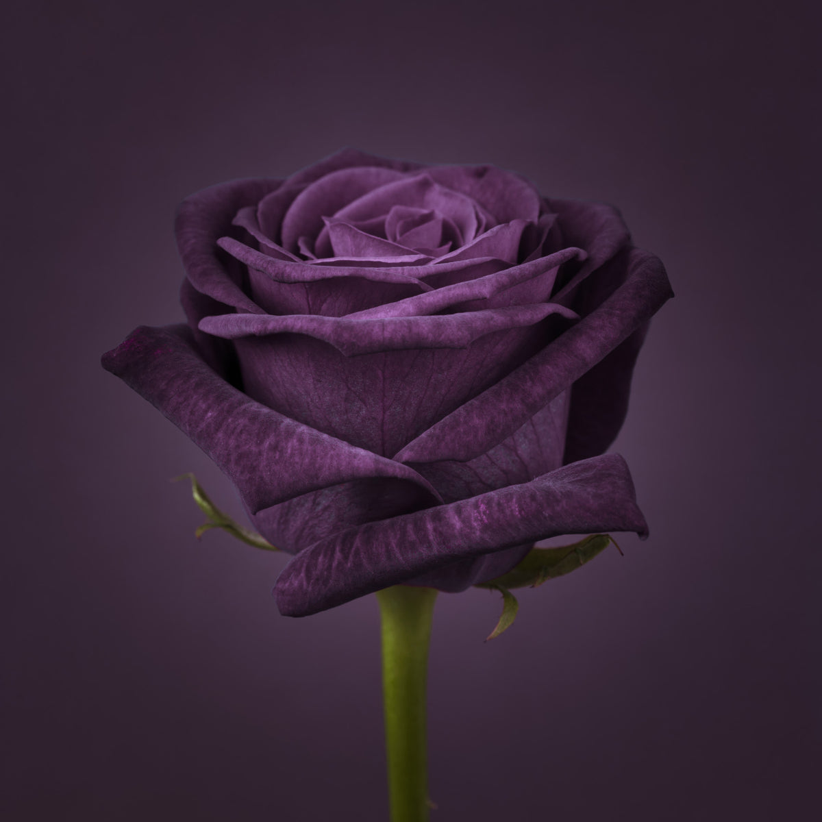 Royal Beauty Wall Mural in your room — zoomed
