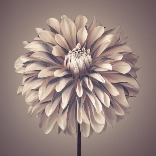 Soft Vintage Dahlia Wall Mural