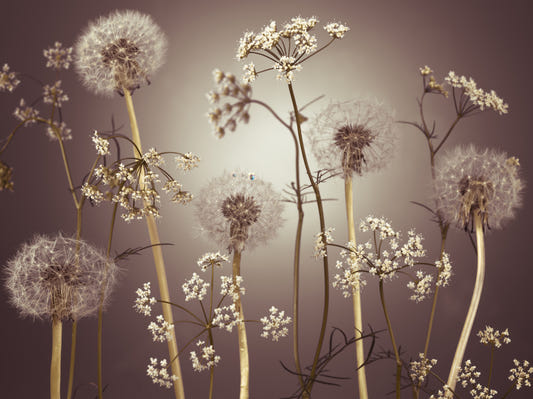 Wildflower Whispers  Wall Mural