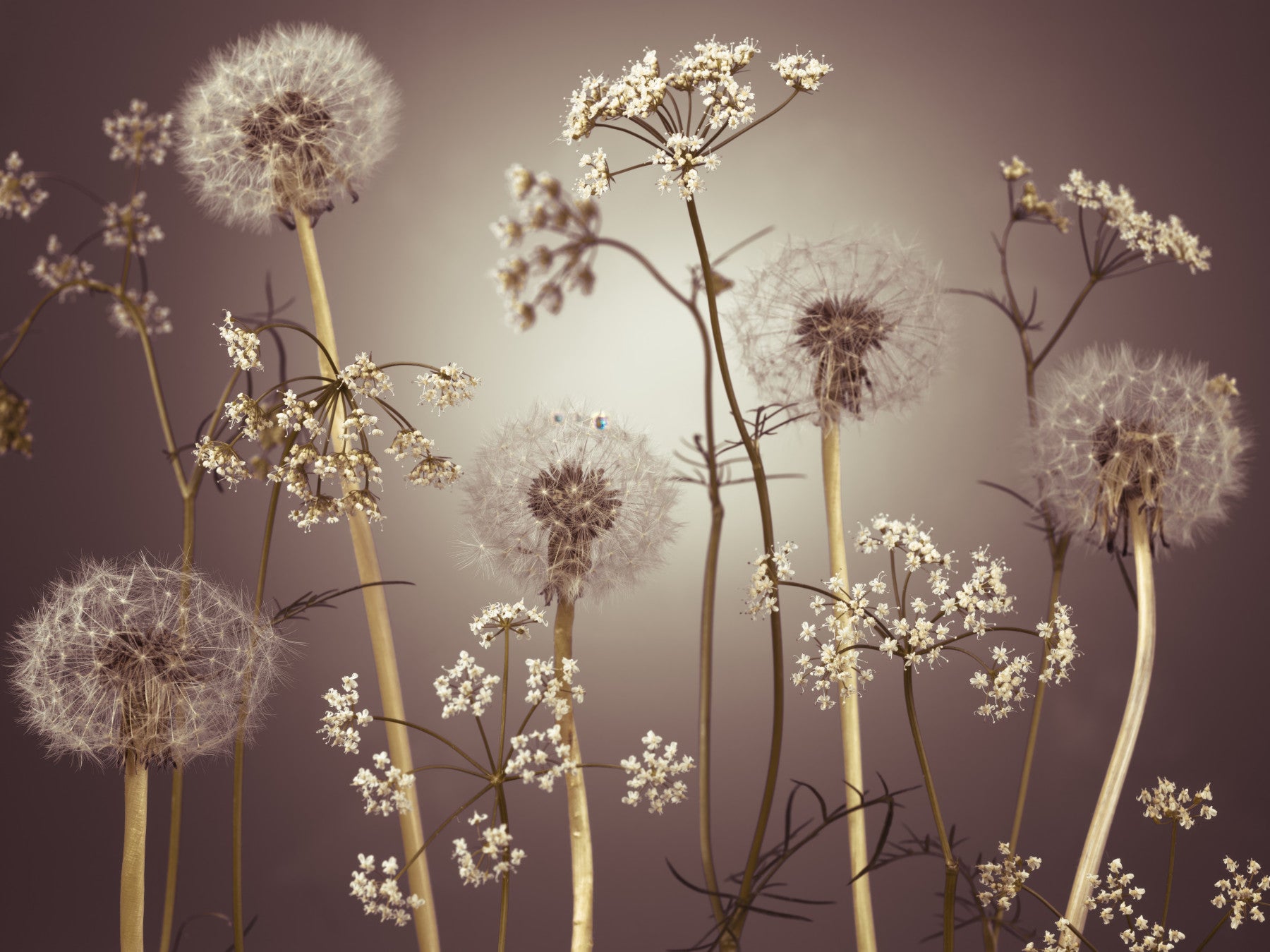 Wildflower Whispers  Wall Mural