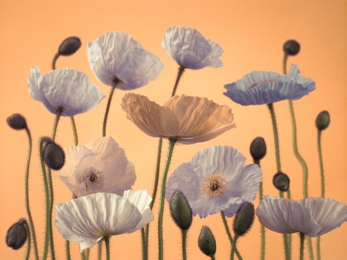 Floral Spectacle Wall Mural in your room