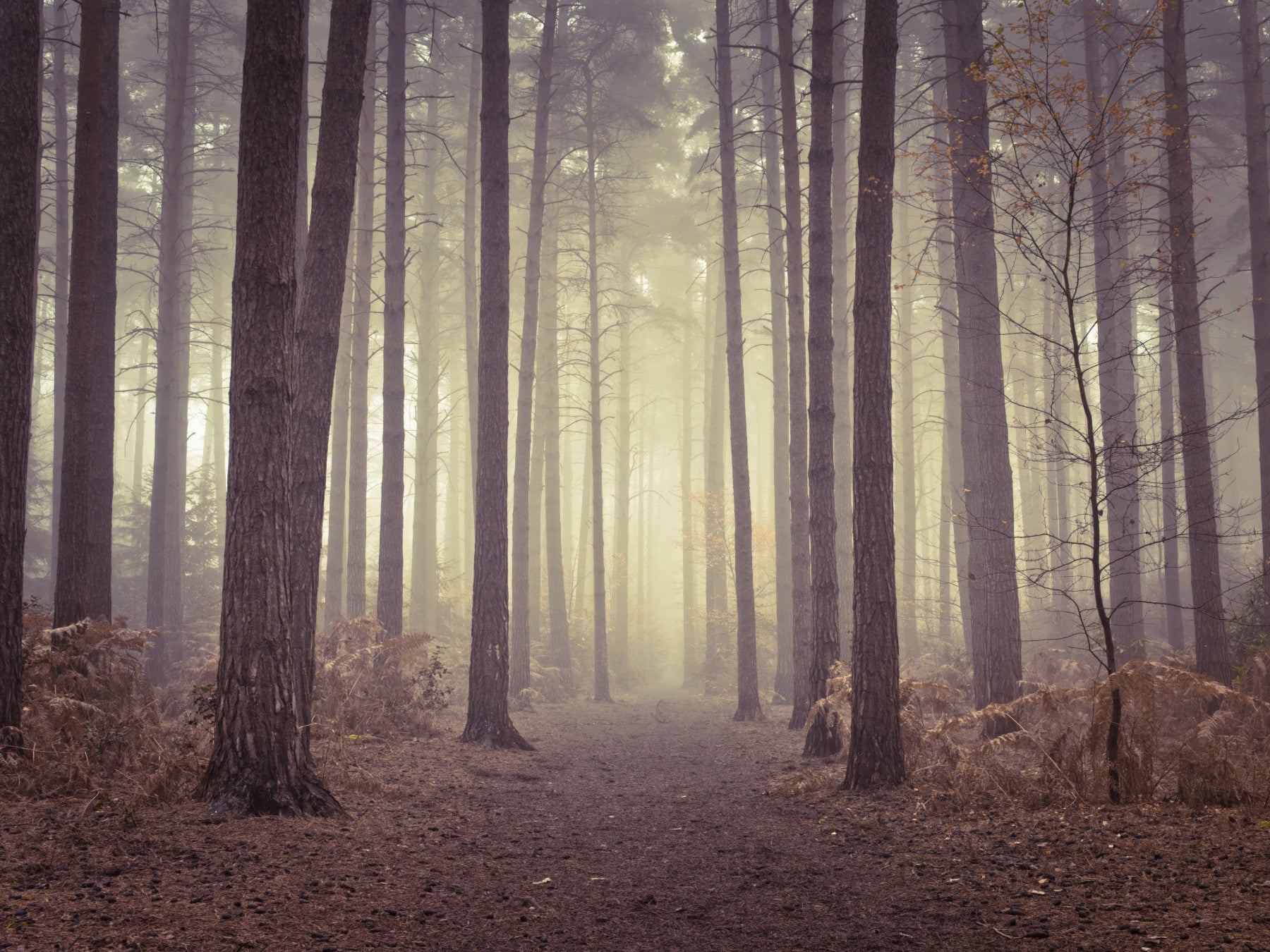 Enigmatic Beauty of Forest Wall Mural in your room — zoomed