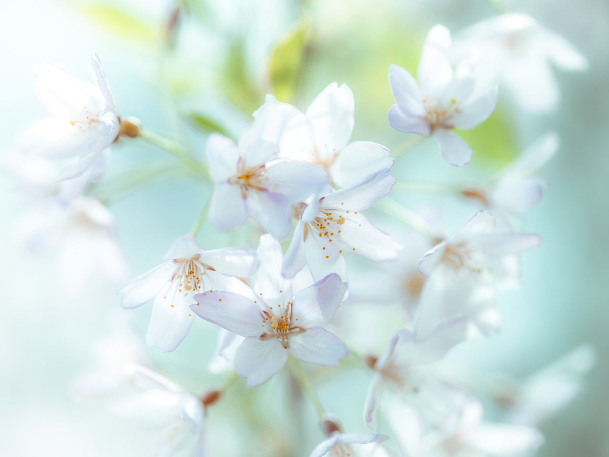 Springtime Blossoms Wall Mural in your room — zoomed