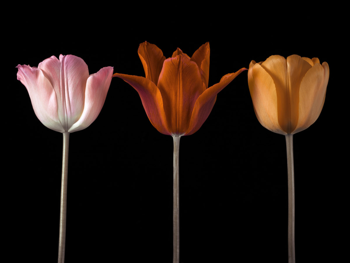 Tulip Trio Wall Mural in your room — zoomed