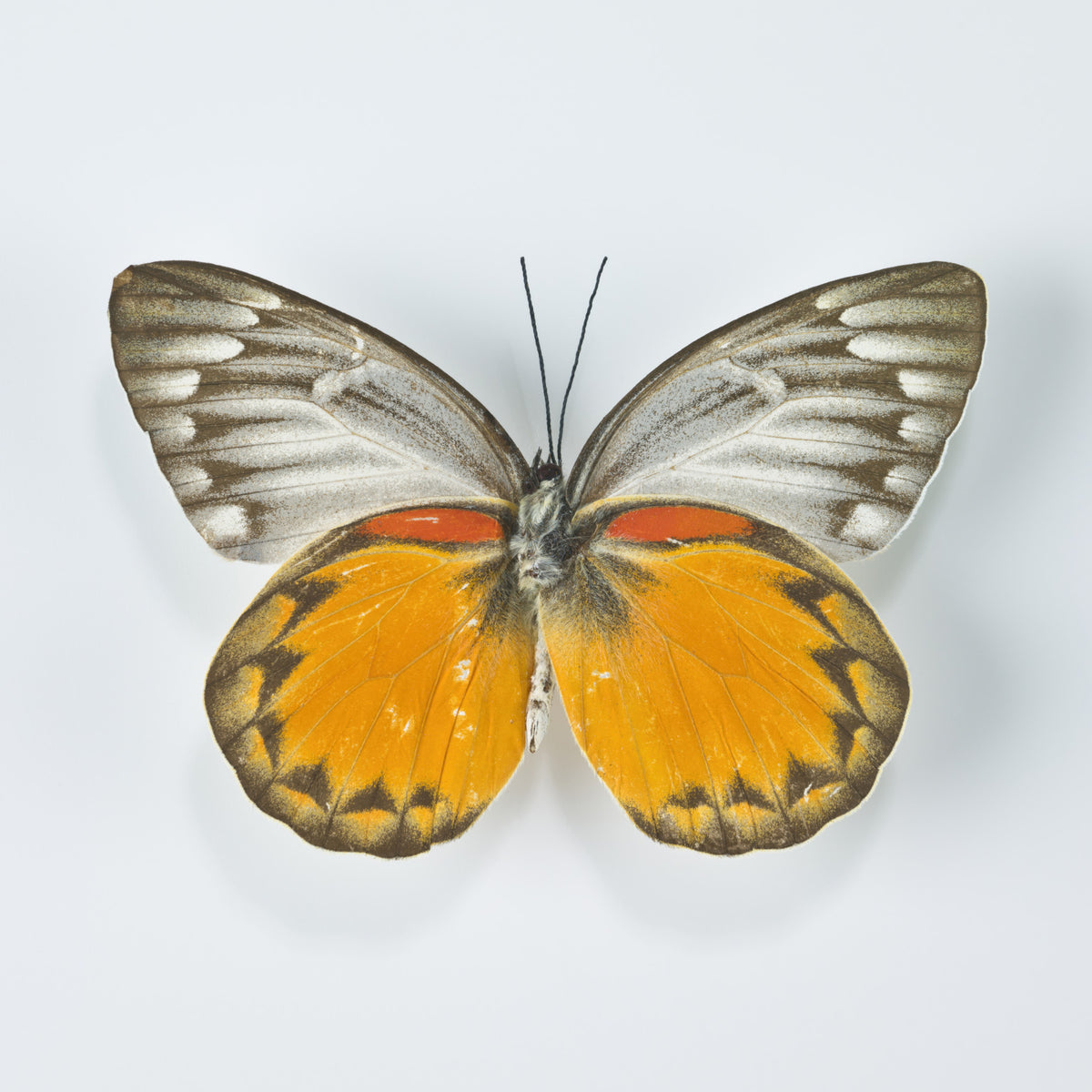 Whimsical Butterfly Wall Mural in your room — zoomed