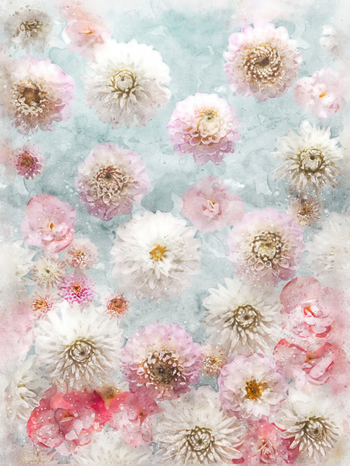 Dahlia Flowers Wall Mural in your room — zoomed