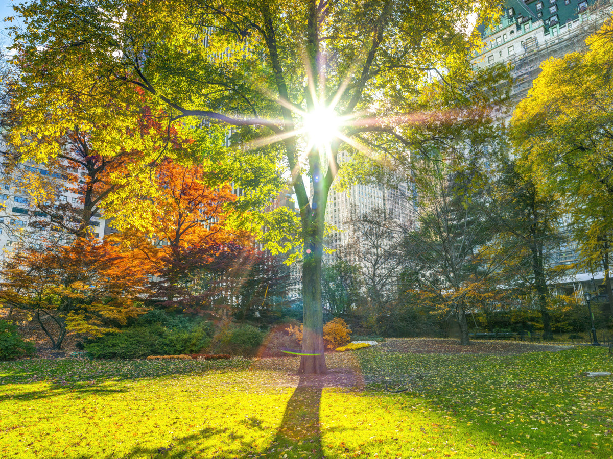 Sun Rays Through Trees Wall Mural in your room