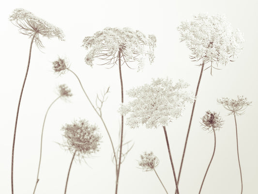 Delicate Beauty Wall Mural