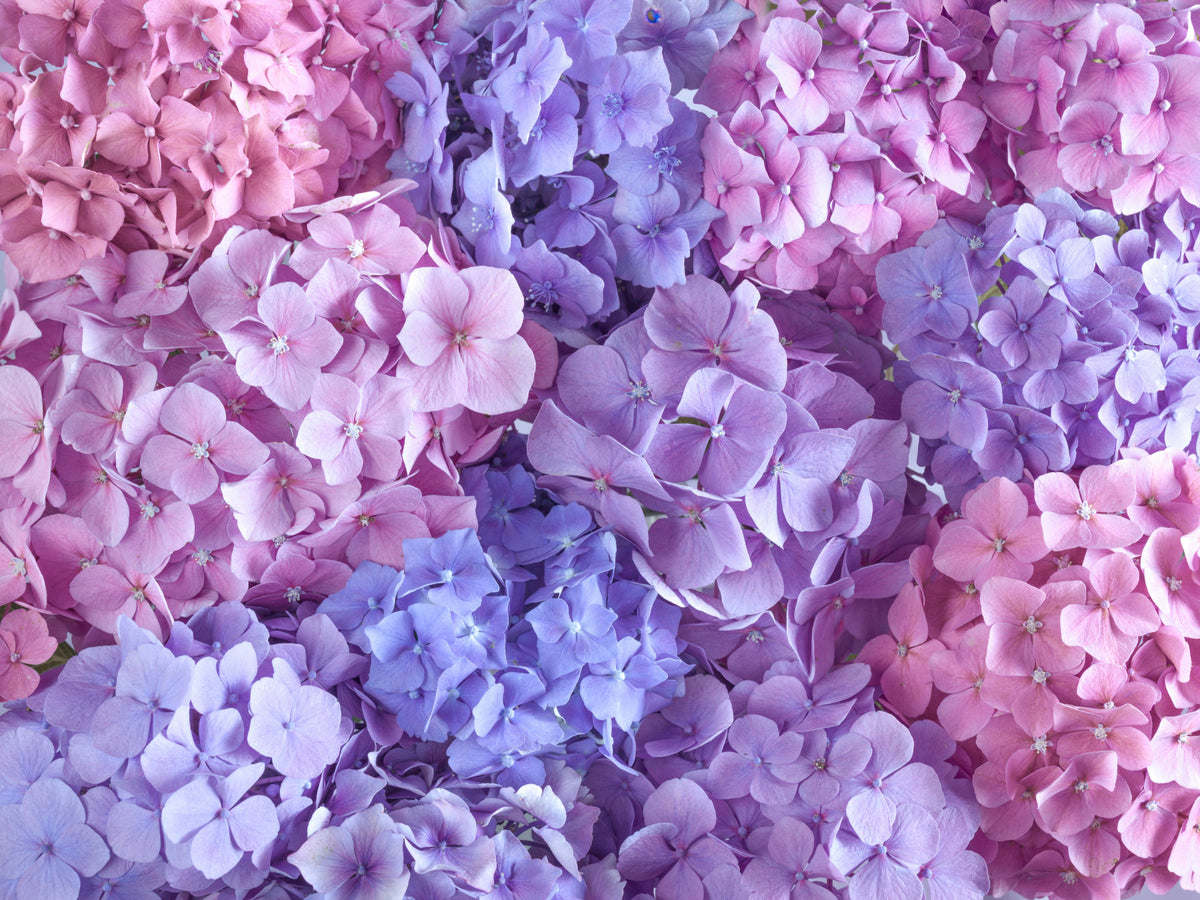 Hydrangea Hues Wall Mural in your room