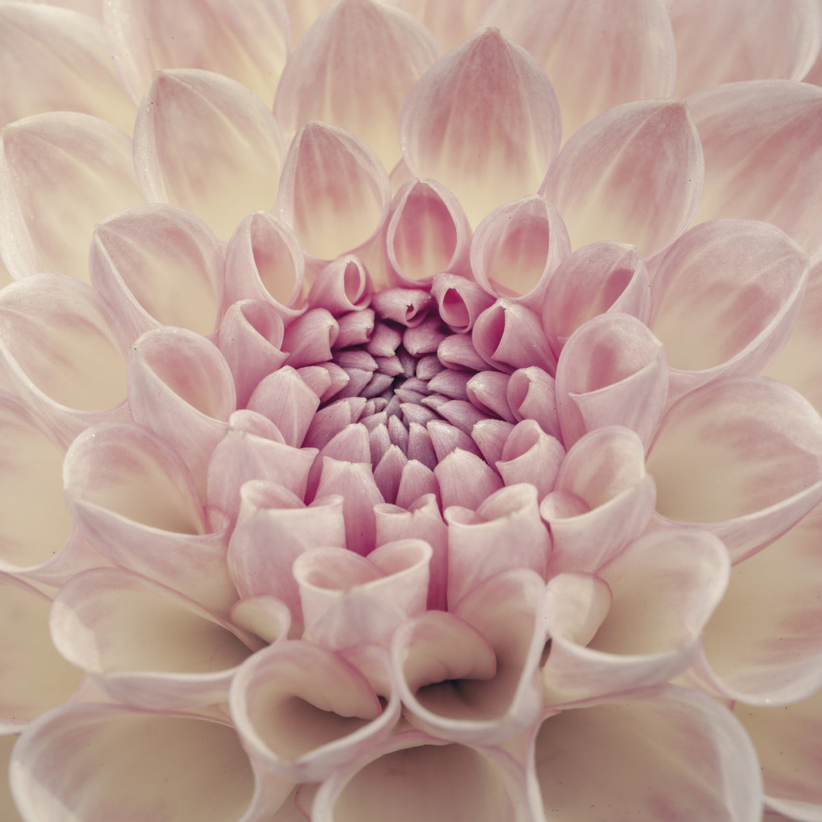 Blush Bloom Wall Mural in your room