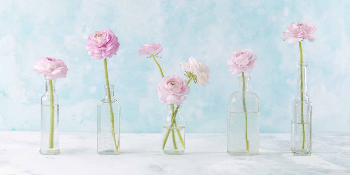 Pastel Ranunculus Glass Decor Wall Mural in your room — zoomed