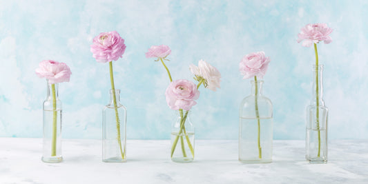 Pastel Ranunculus Glass Decor Wall Mural