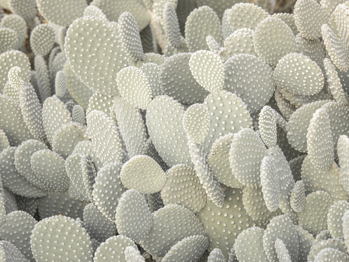Serene Cactus Cluster Wall Mural