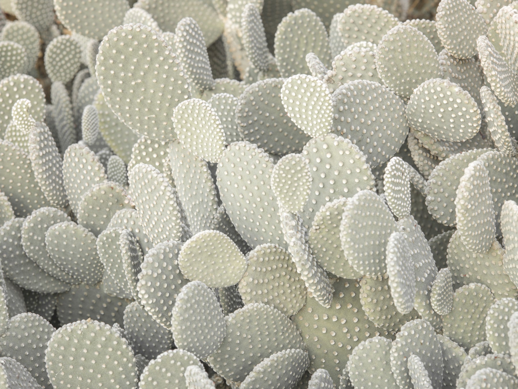 Serene Cactus Cluster Wall Mural in your room — zoomed