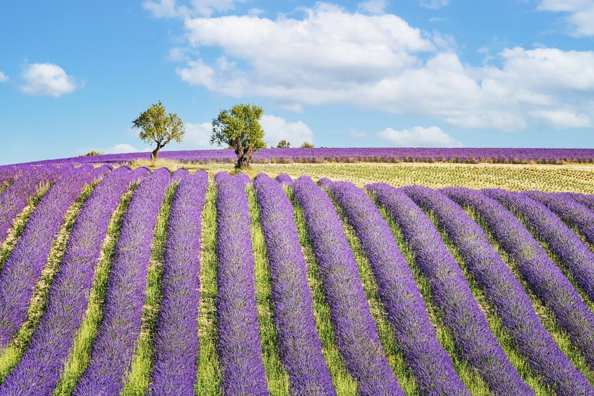 Provence Dreams Wall Mural in your room — zoomed