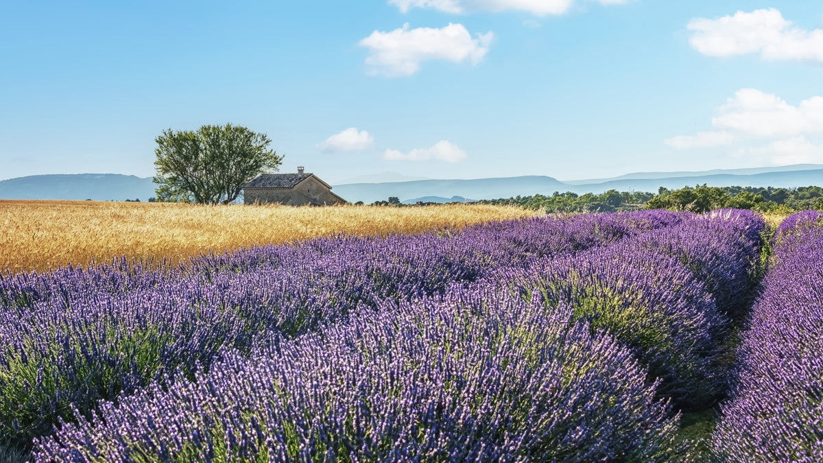 Lavender Fields Escape Wall Mural in your room — zoomed