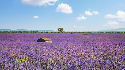 Provence Landscape Wall Mural