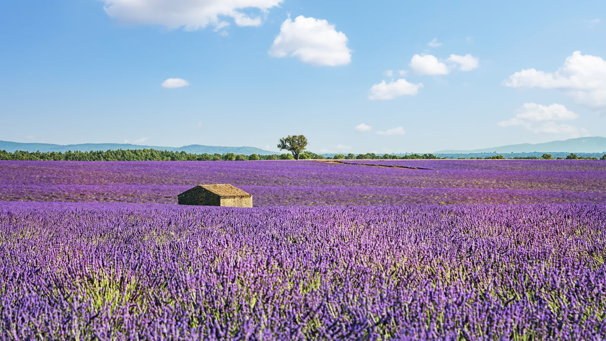 Provence Landscape Wall Mural in your room