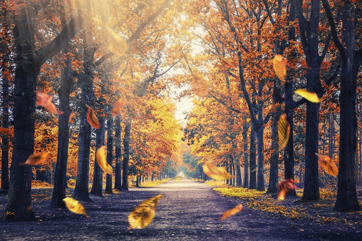Autumn's Golden Path Wall Mural in your room