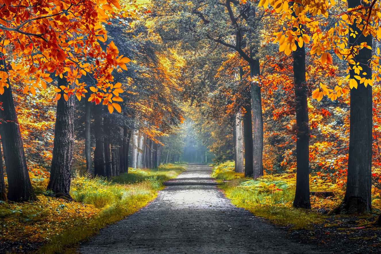 Autumn Path Wall Mural