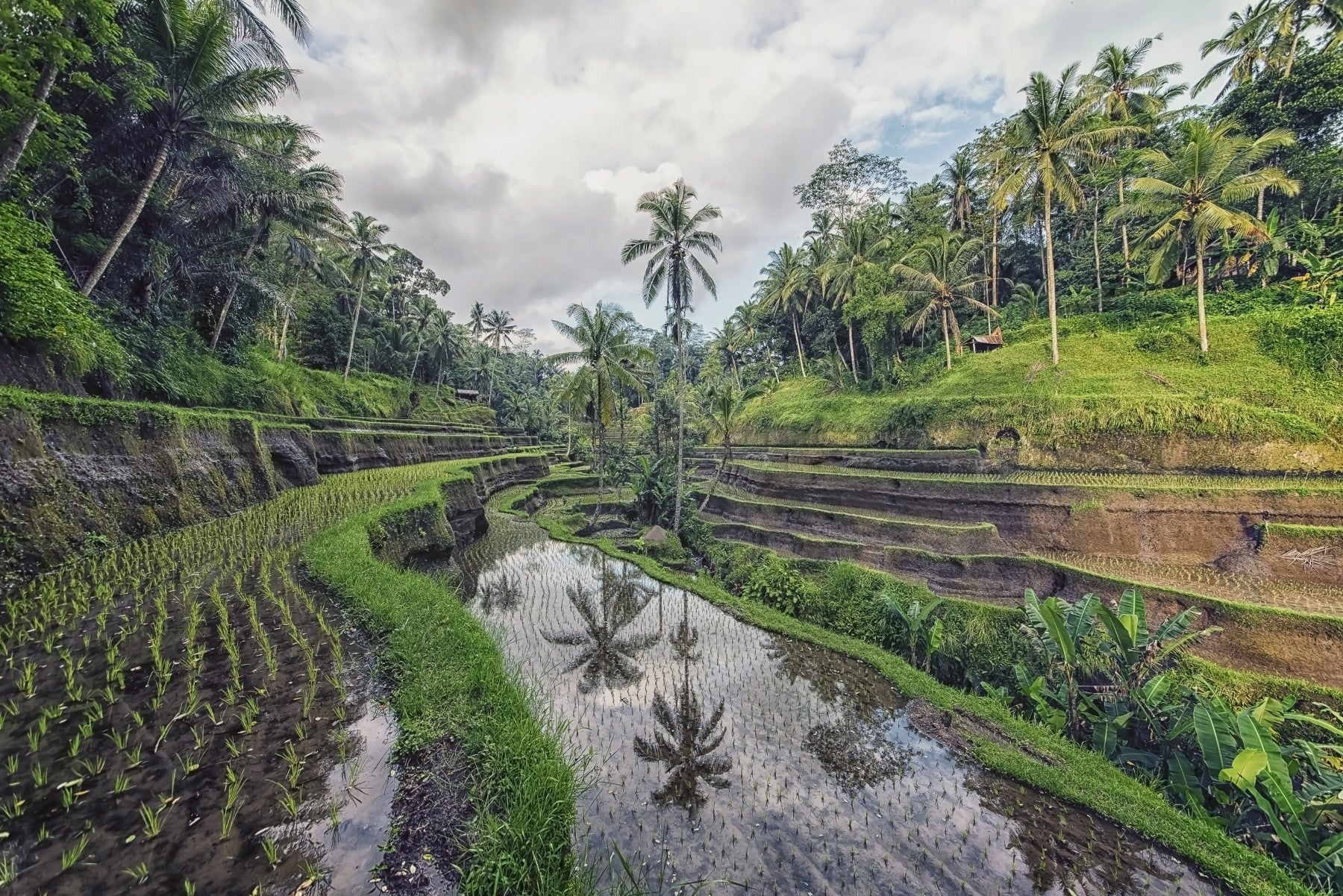 Bali Rice Fields Wall Mural