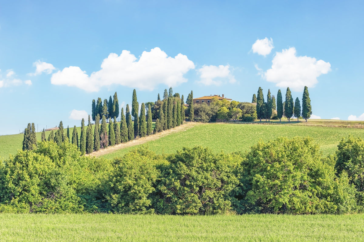 Tuscan Hillside Wall Mural in your room — zoomed