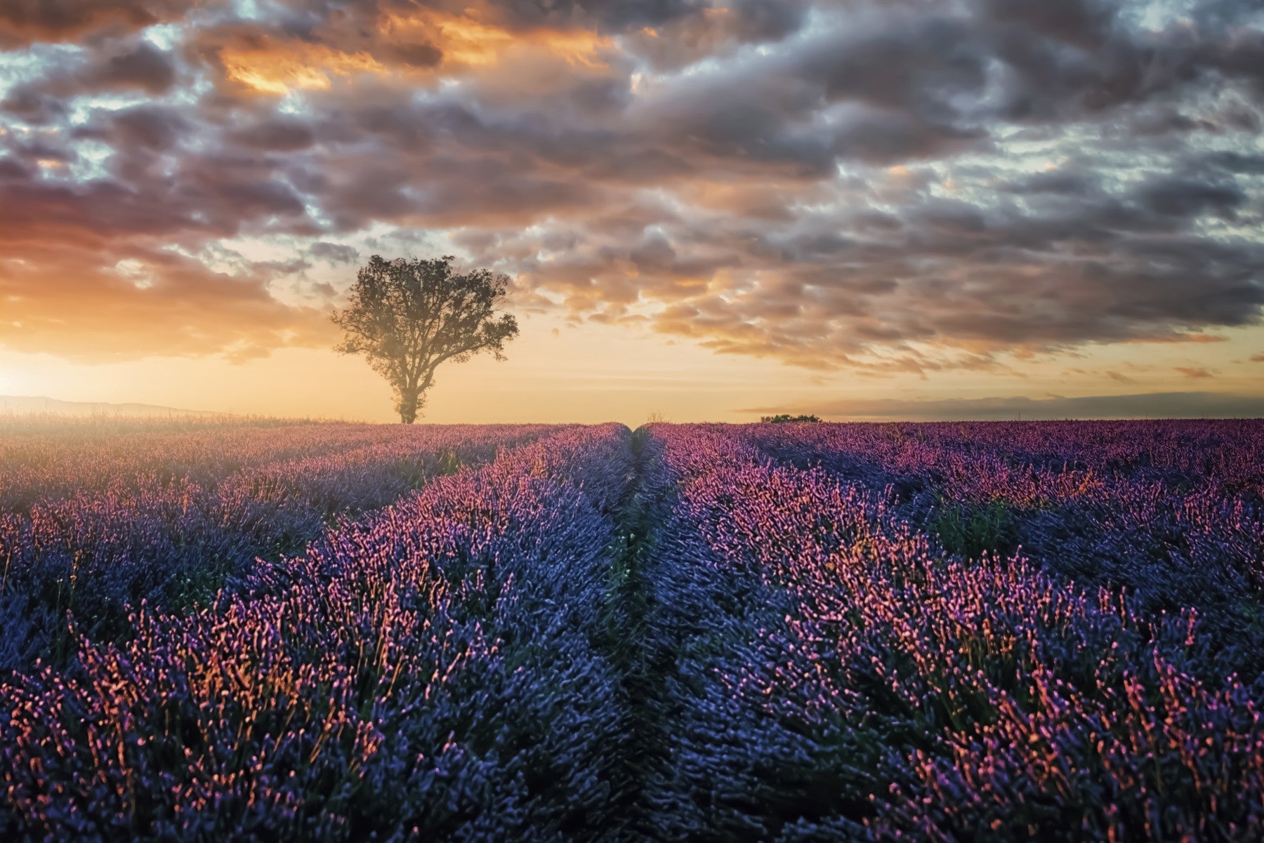 Lavender Dawn Wall Mural