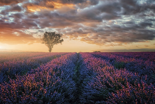 Lavender Dawn Wall Mural