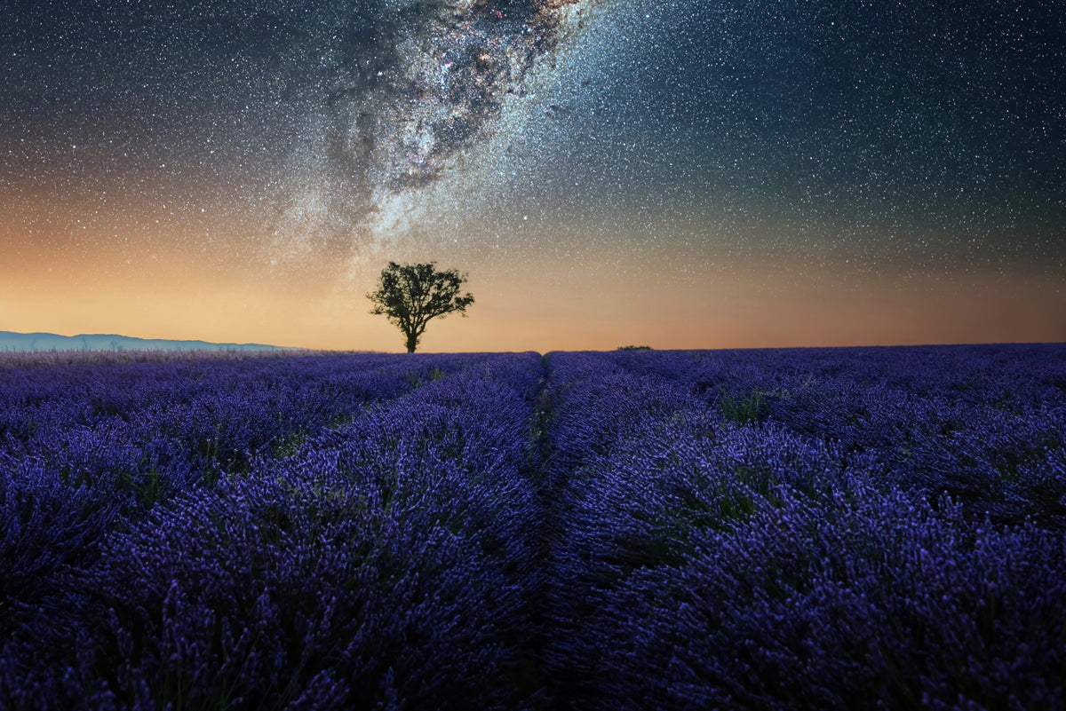 Lavender Night Wall Mural in your room
