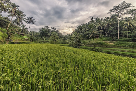 Bali Harvest Wall Mural