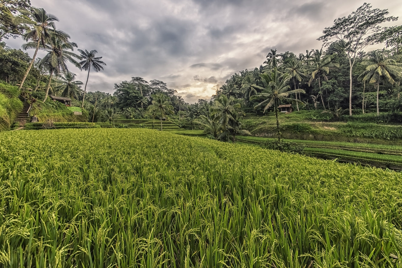 Bali Harvest Wall Mural