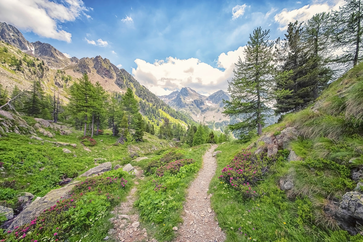Alpine Trail Wall Mural in your room — zoomed