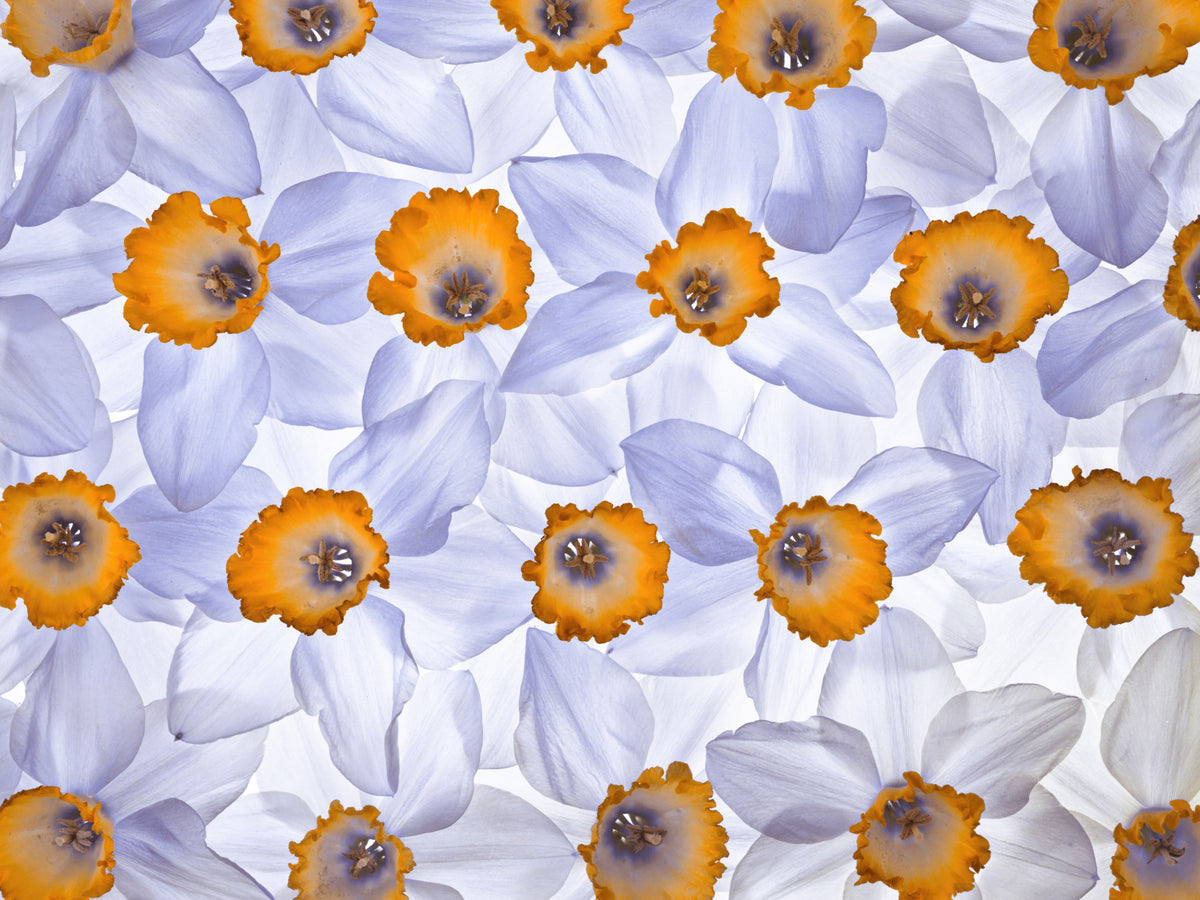 Daffodil Dreams Wall Mural