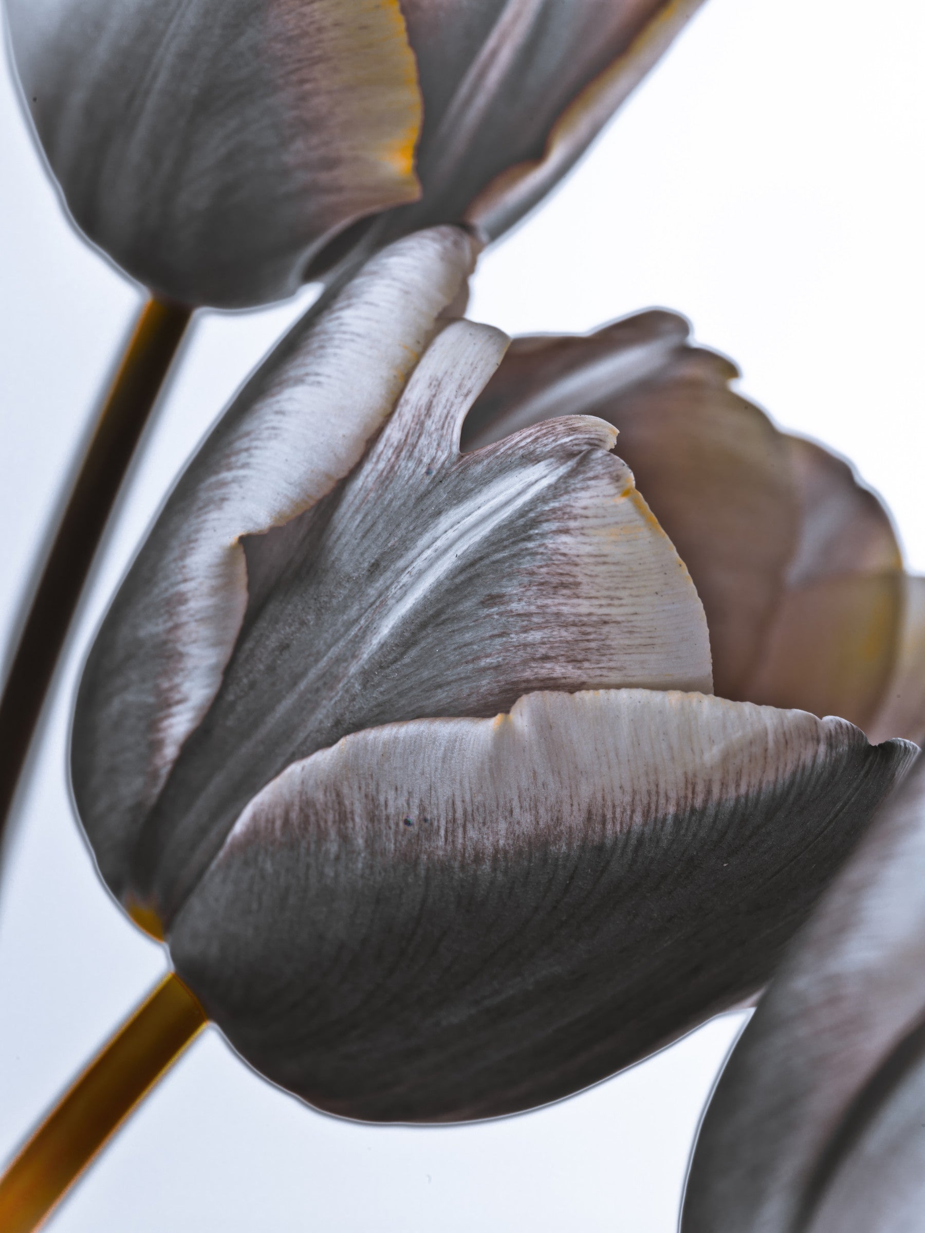 Miracle Tulips wall mural of dusky grey-mauve tulips above an upholstered bench in a hallway between kitchen and dining