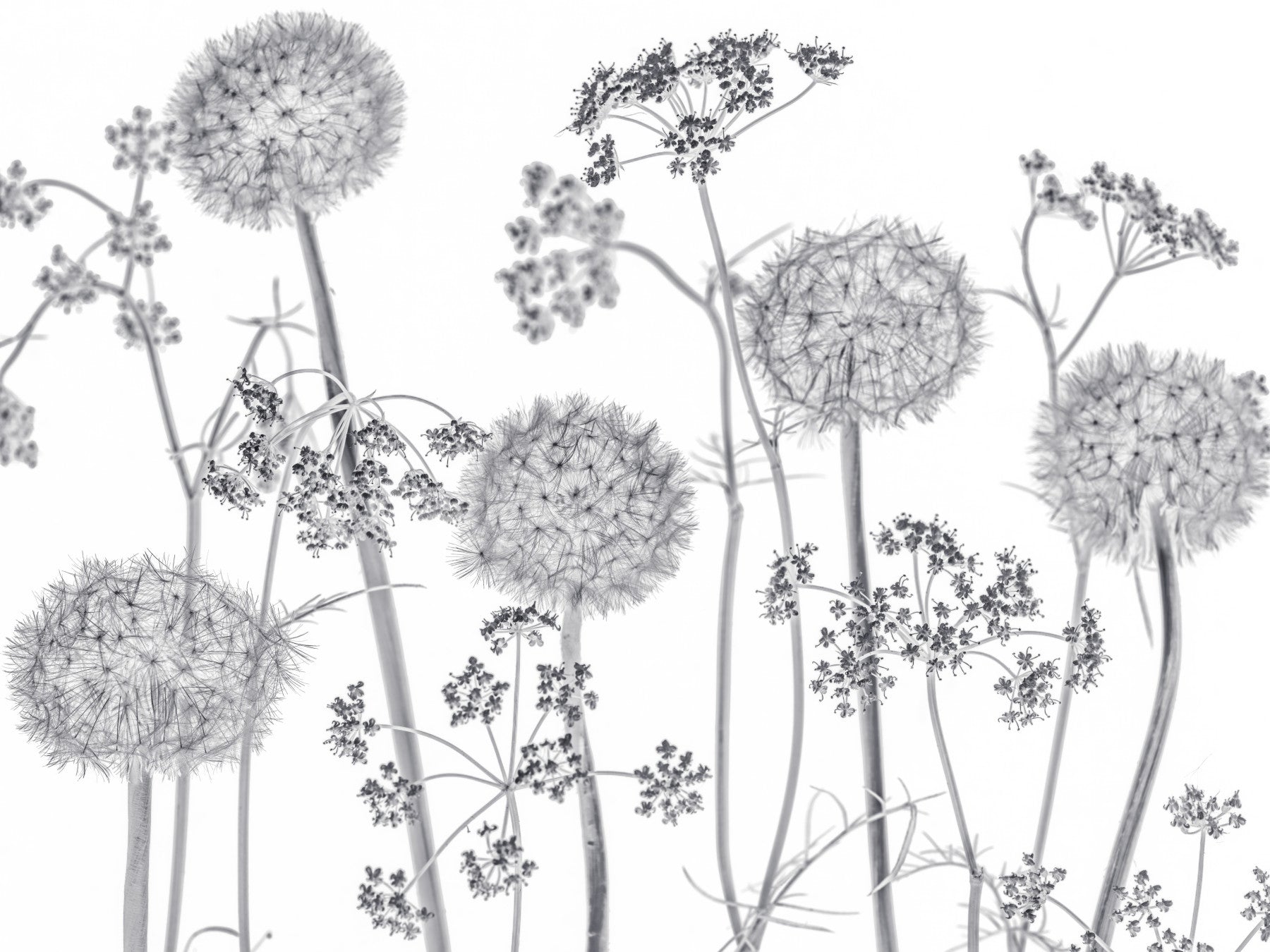 Dancing Wildflowers Wall Mural