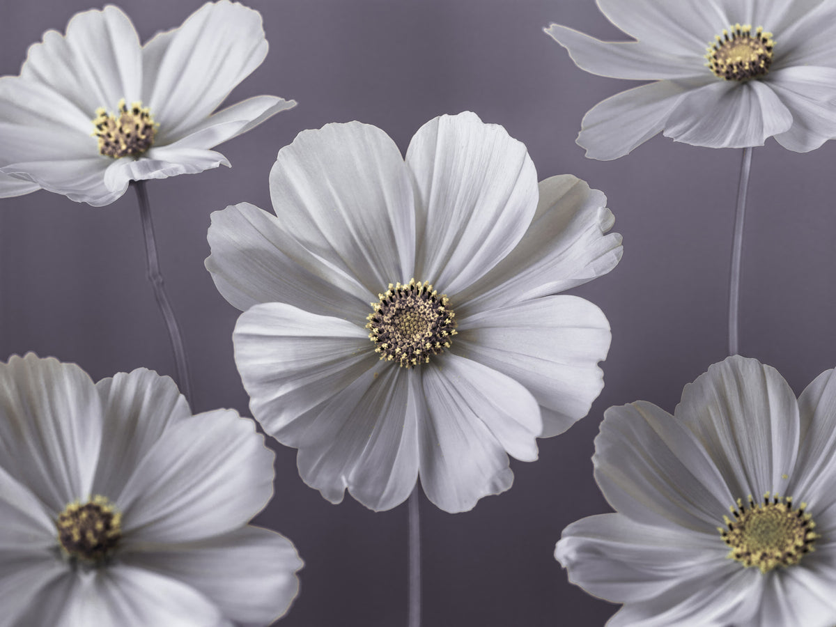 Cosmos Flowers Wall Mural in your room