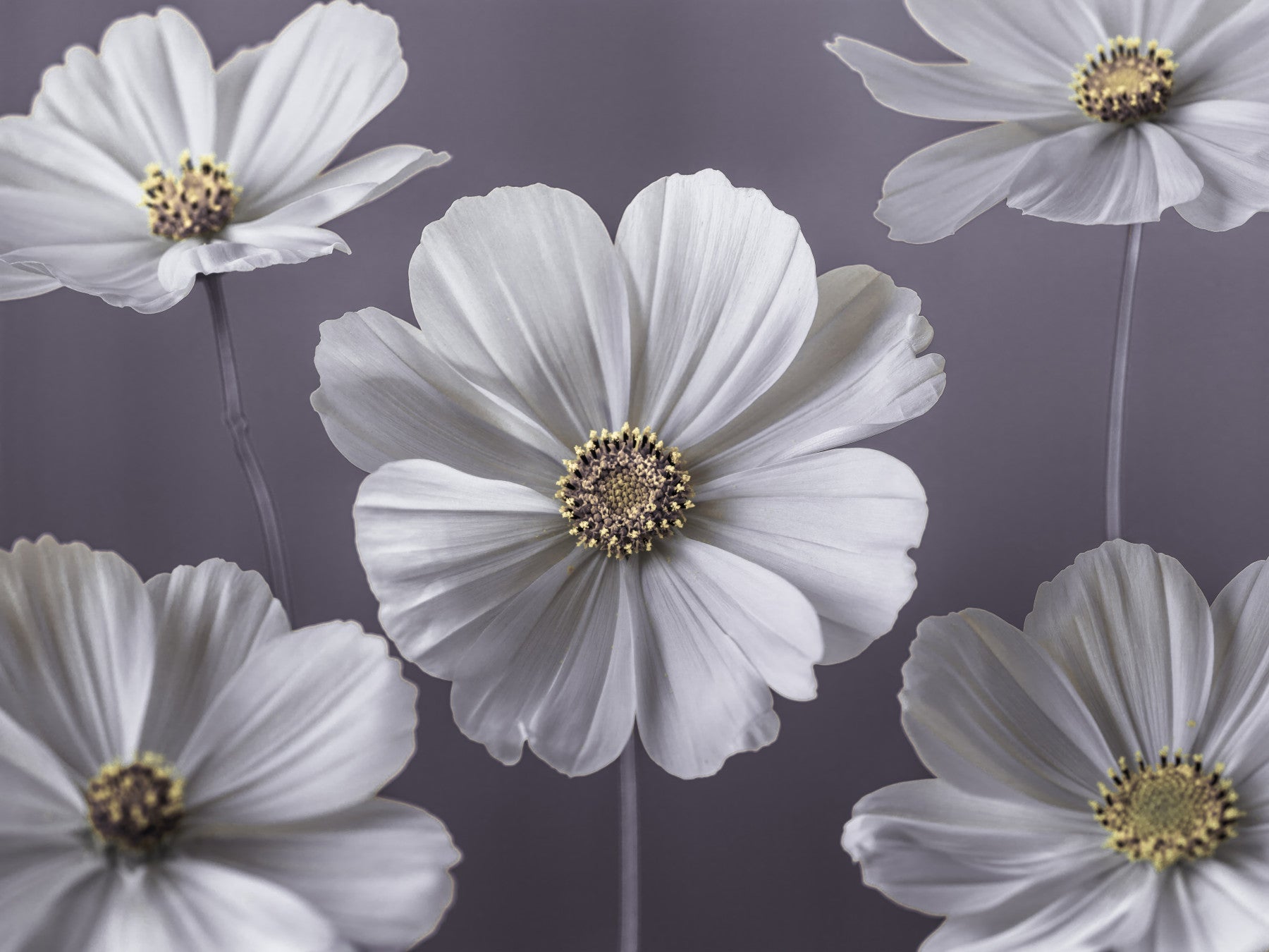Cosmos Flowers Wall Mural