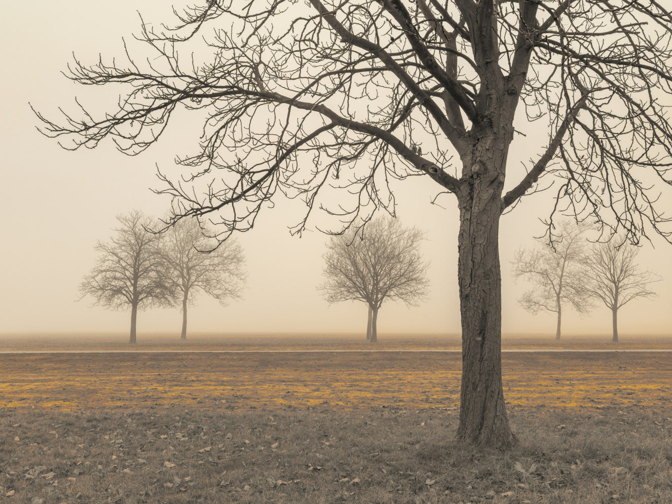 Misty Countryside Wall Mural