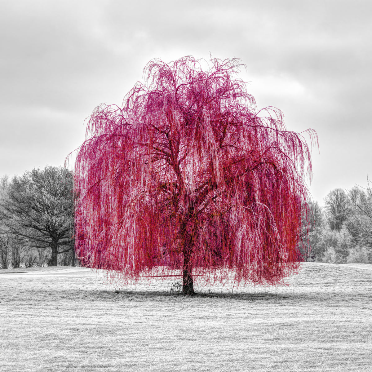 Vibrant Pink Willow Wall Mural
