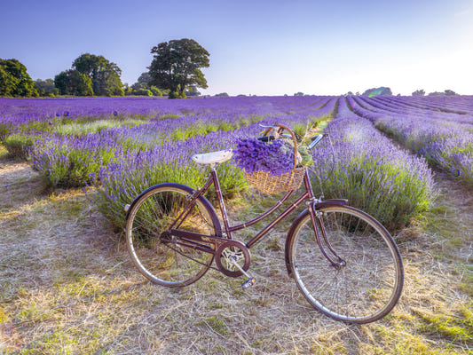 Bicycle in Lavender field Wall Mural