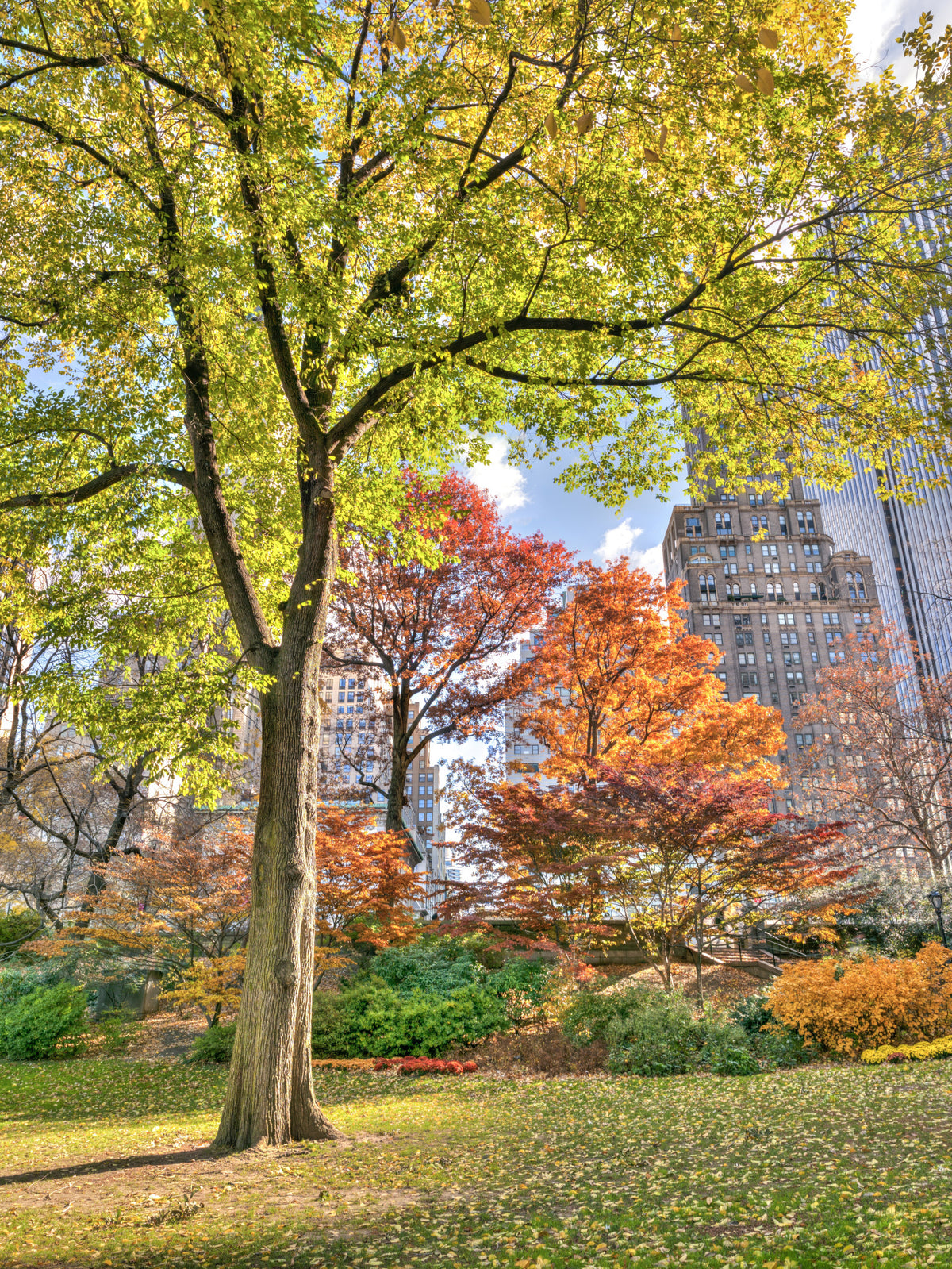 Colours of Central Park Wall Mural in your room — zoomed