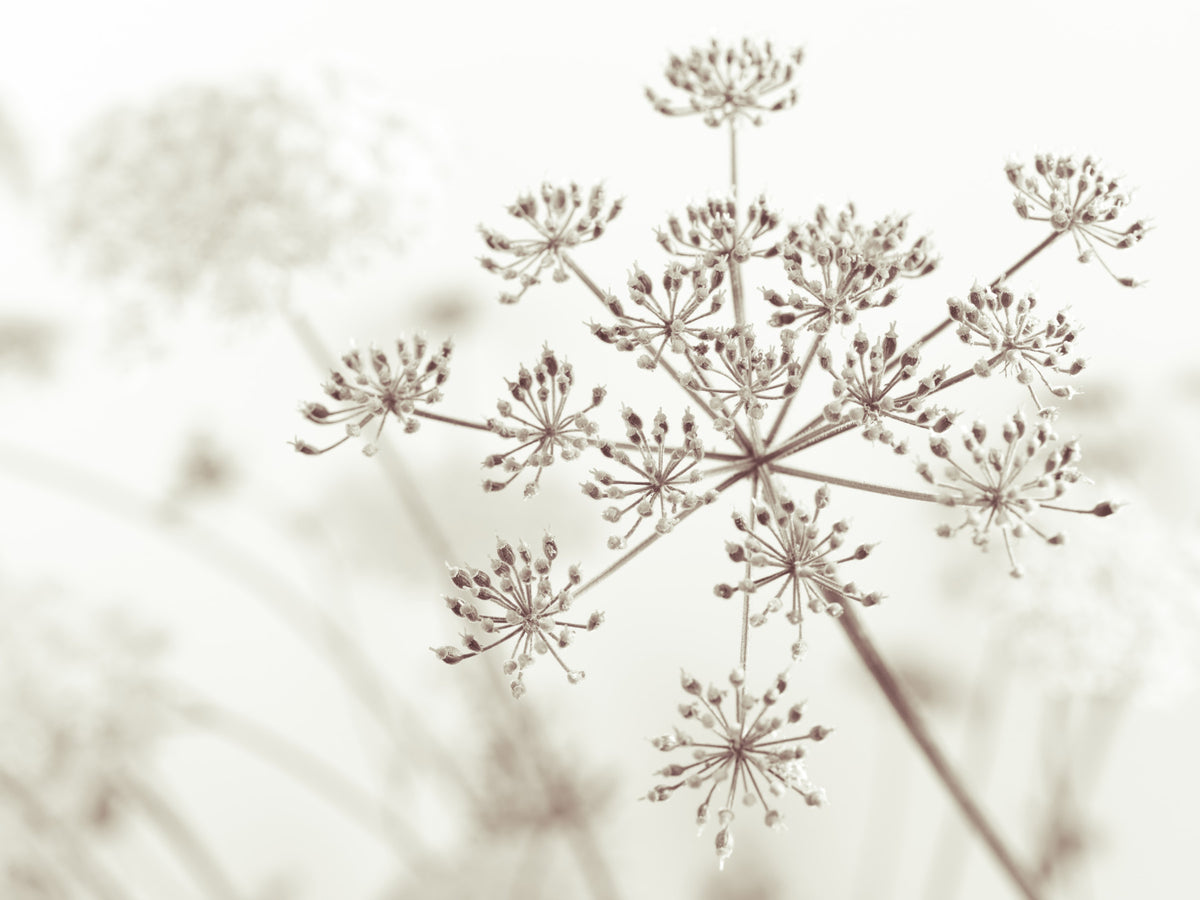 Cow Parsley Sepia Wall Mural in your room