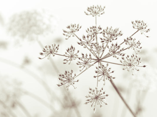 Cow Parsley Sepia Wall Mural
