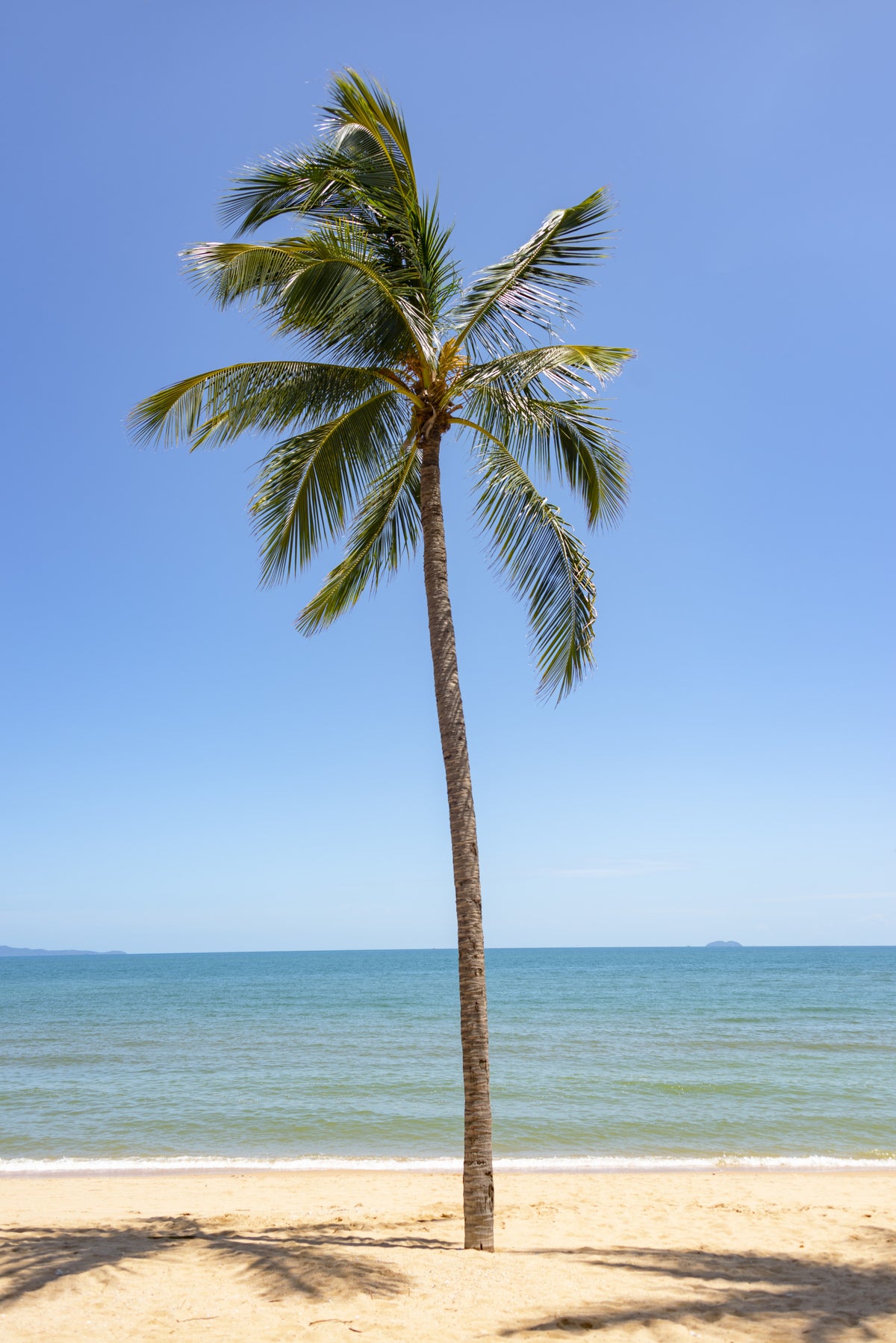 Tropical Retreat Wall Mural in your room — zoomed