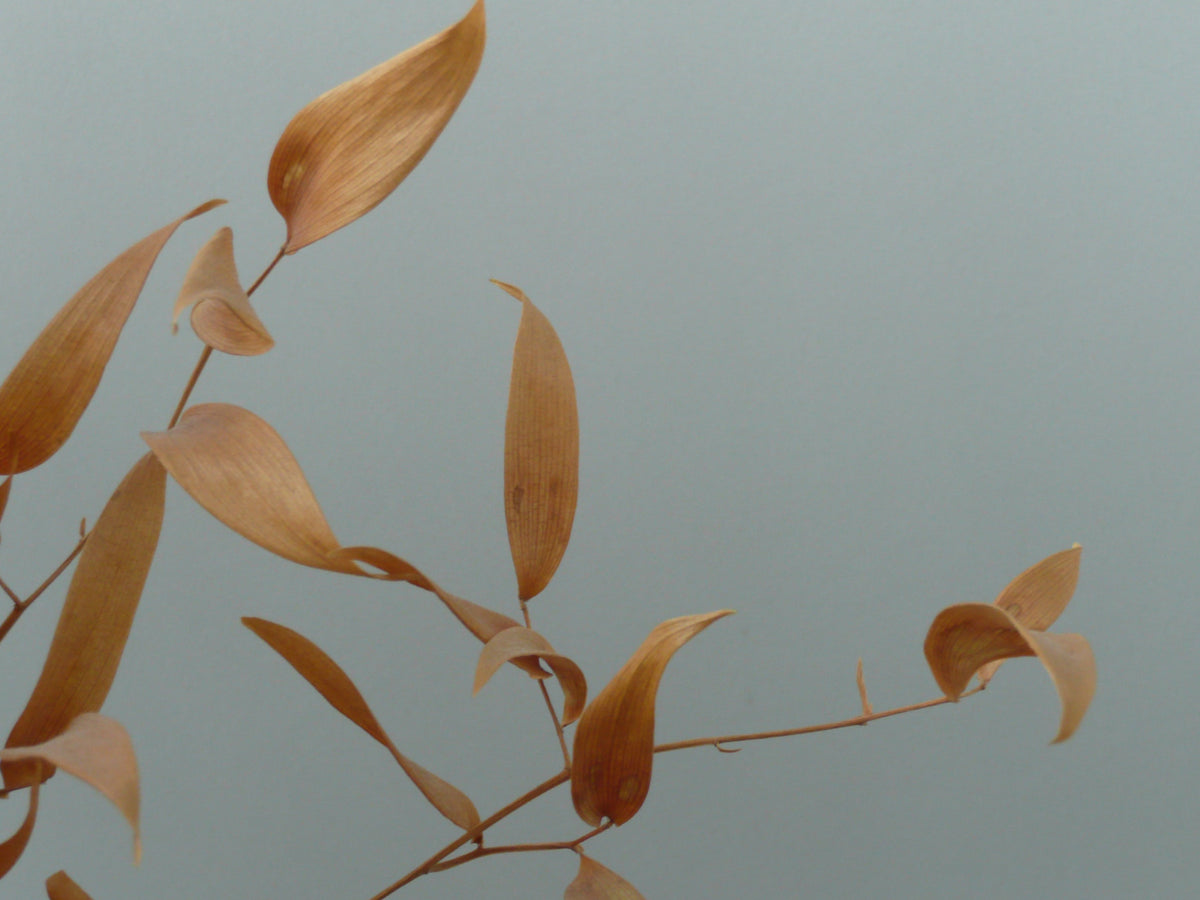 Amber Whispers Wall Mural in your room
