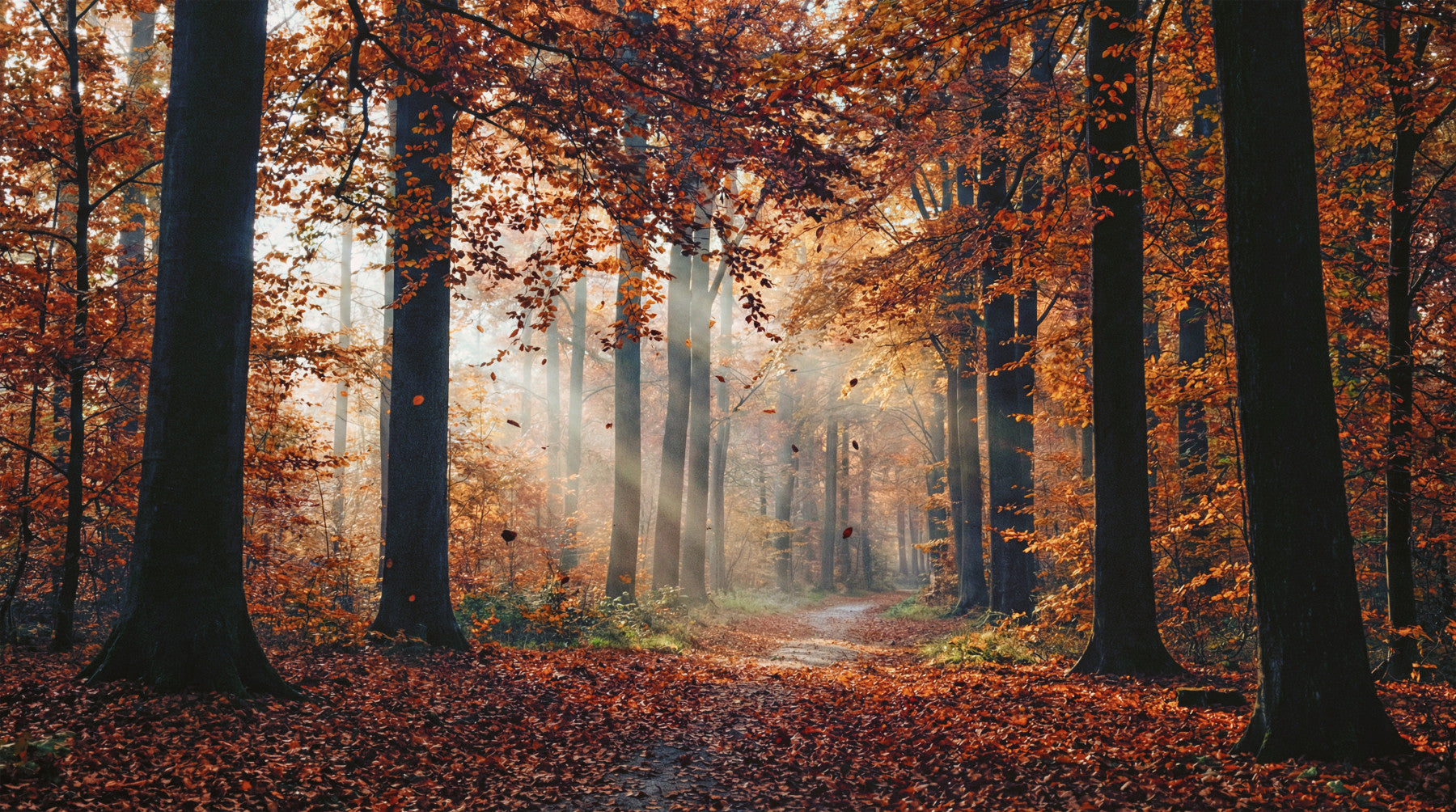 Autumn's Light Wall Mural